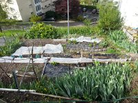 20150426 101720  Bubble wrapping the garden against a possible hard frost