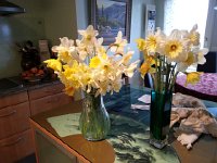 20150404 084110  It was daffodil season