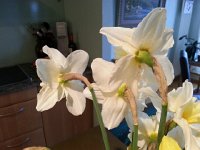 20150404 084122  Daffodil art