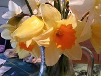 20150404 084138  Daffodil art