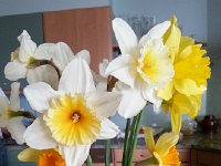 20150404 122152  Just can&#39;t get enough of those daffodils!