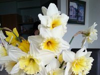 20150404 122223  More daffodils!