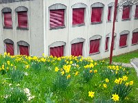 20150405 144041  Free daffodils...