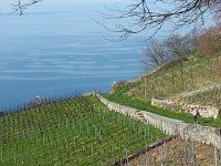 20150412 110007  Vineyards and lake