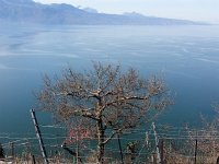 20150412 111254  Lake&#38;tree art