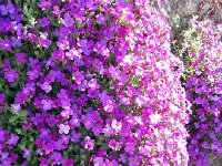 20150412 111558  but beautiful regardless!