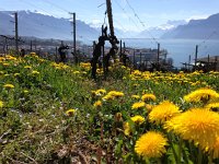 IMG 1193  Dandelions