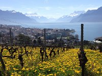 IMG 1194  Above Vevey