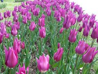 20150419 163824  Very Turkish variety