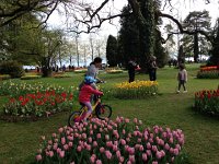 IMG 1216  where the Tulip Festival as in full swing.