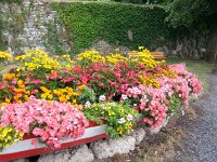 20150801 153603  Flowers