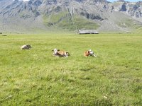 DSCN4418  As it is an alpage, there are cows