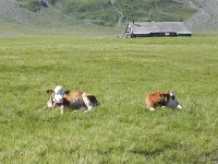 DSCN4419  including calves