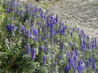 DSCN4448  More flowers