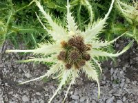 20150806 140903  past thistles..