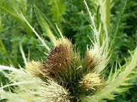 20150806 140914  that were enjoying the warm and wet summer.