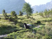 DSCN4380  Here, we took charge of Oscar, a pup belonging to the Cabane de Plan Névé who, alas, follows hikers