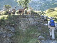DSCN4386  Oscar was scared of the goats who were clearly interested in him