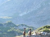 DSCN4387  Oscar tries to run away as the goats watch but Christine&#39;s got him