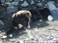 DSCN4390  Oscar in the stream