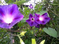 20150815 140428  15 August - blossoms and busy bee