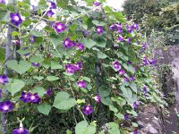 20150815 151002  On the way to the garden