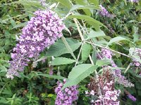 20150818 092215  18 August flowers