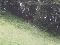 20150818 114117  turning tail