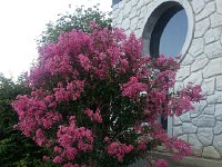 20150831 080335  31 August - blooming crape myrtle
