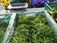 DSCN4485  nicely arranged salad greens