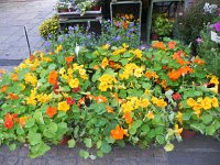 DSCN4489  nasturtiums