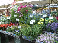 DSCN4490  flowers and