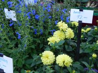 DSCN4492  more flowers and