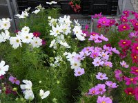 DSCN4493  more flowers