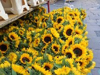 DSCN4502  but before we go, more flowers!