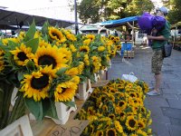 DSCN4503  You&#39;d think that we were in Provence, not Zürich!