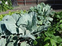 DSCN4504  Out in the countryside, the vegetables take over