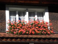 DSCN4509  more geraniums