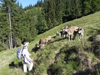 DSCN4515  where there are a lot of cows