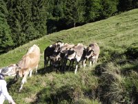 DSCN4517  These brown swiss heifers aren&#39;t quite sure