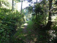 DSCN4525  Up through the forest