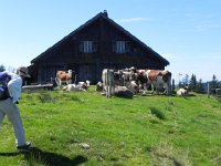 DSCN4542  but there are more cows to greet