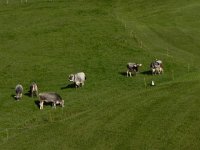 DSCN4585  We took the lift up and discovered...cows!! And brown swiss at that