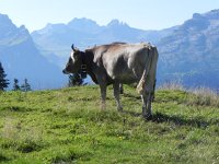 DSCN4597  Brown Swiss