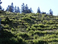 DSCN4602  ferns and cow trails