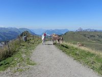 DSCN4615  but not all cows seem interested in becoming our friend