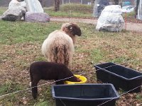 20151203 094446  The sheep appear among the menhirs!