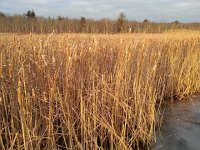 20160101 160155  Cattails, or dead animals on a stick