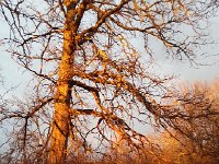 20160101 161850  A swamp white oak in the afternoon light