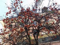 20151215 122955  Persimmon tree above Pierre Andre&#39;s, still quite showy